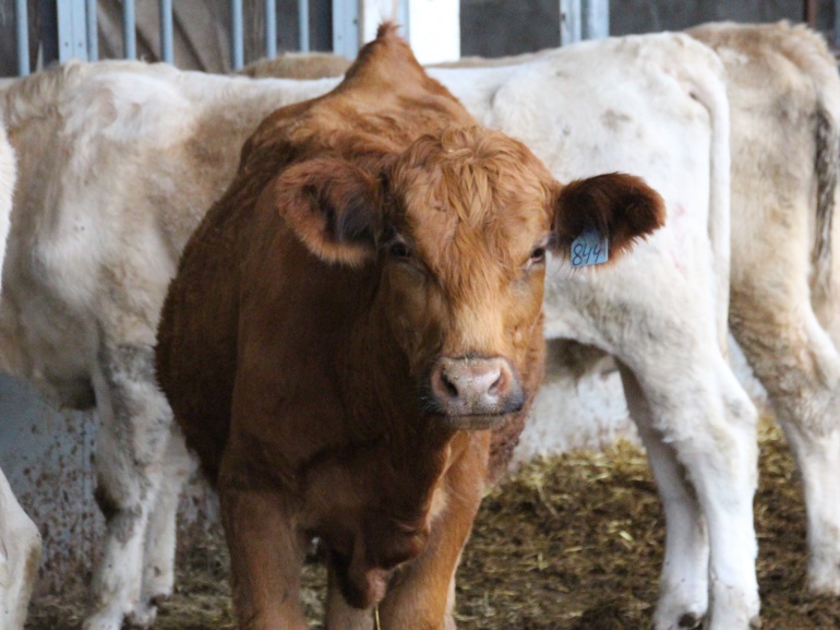 Alberta cattle feeders understanding of reasons for budget cuts