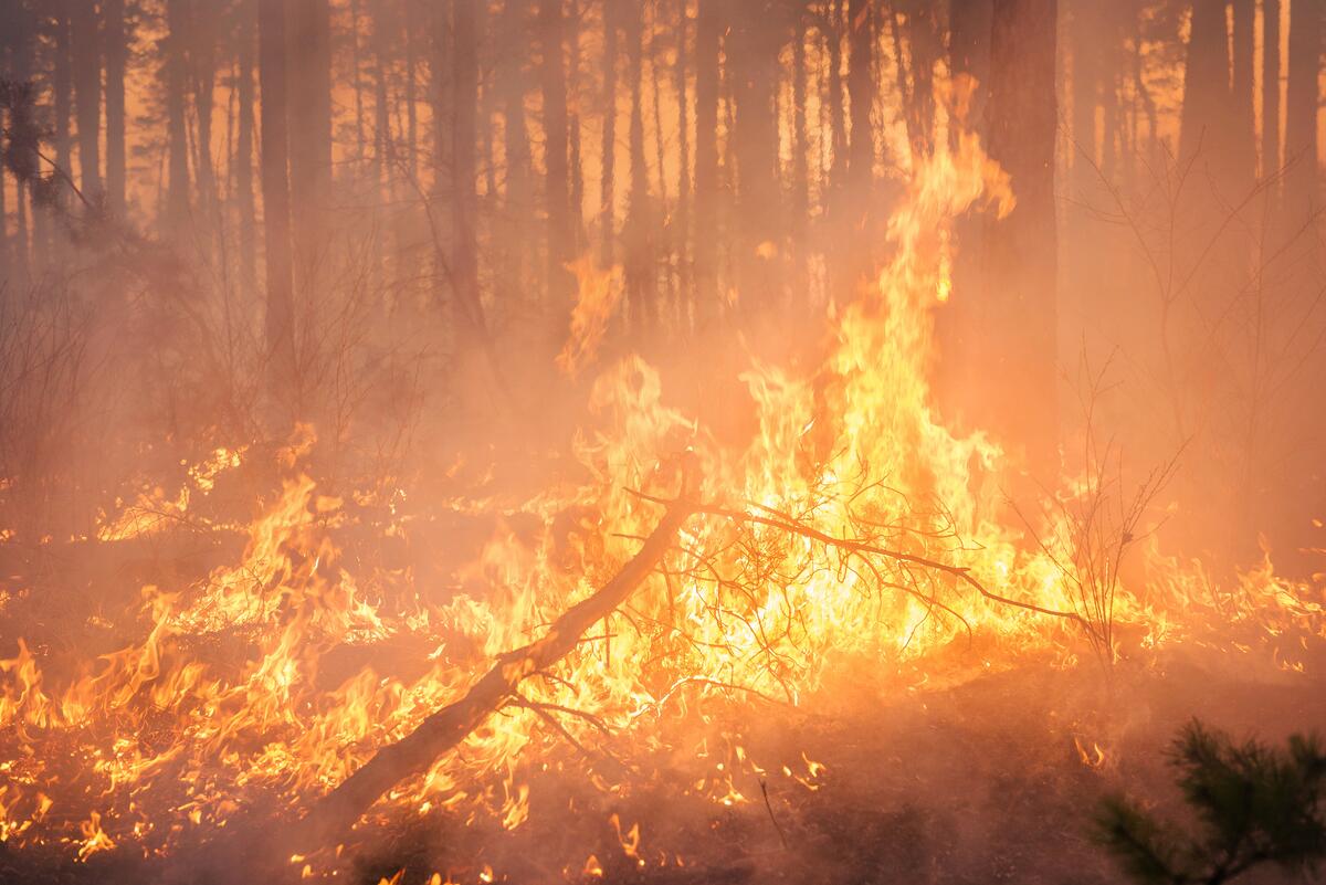 BC to match Canadian Red Cross donations for those affected by wildfires - ReachFM: Peace Country's hub for local and Christian news, and adult contemporary Christian programming. - Vimarsana News