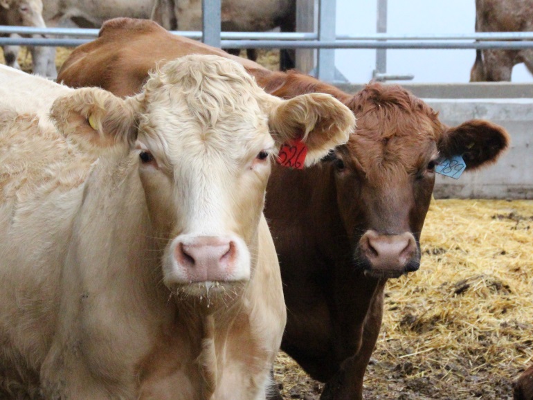 SaskTel And Australian Company Teaming Up For Cutting-Edge Ag Tech ...