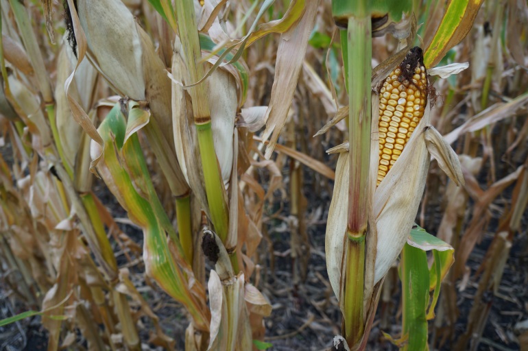 Corn Imports From U.S. See Explosive Rise Following Drought