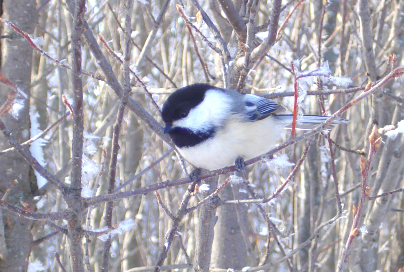 Take part in the Great Backyard Bird Count this weekend