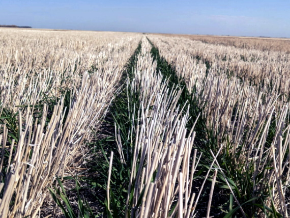 Focusing on plant diversity - DiscoverWestman.com - Local news, Weather ...