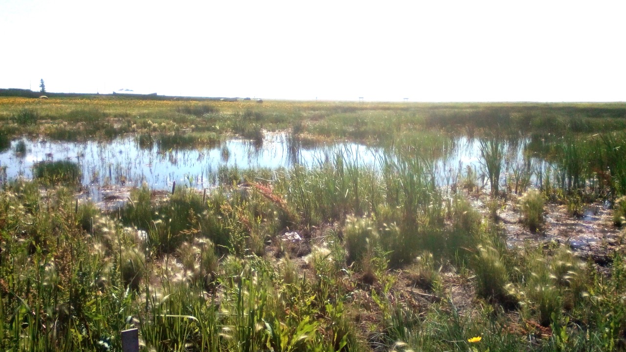 Riverhurst Wetland project wins Sask. Municipality Award