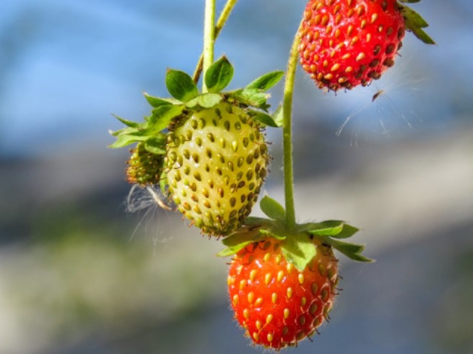 A Hepatitis A outbreak has been detected in strawberries Local news