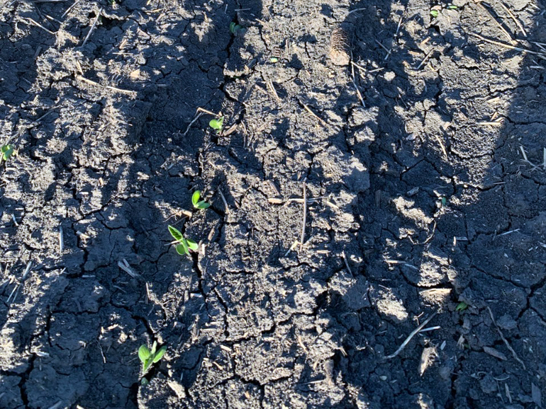 First the rain, now the insects; difficult spring for Manitoba farmers ...