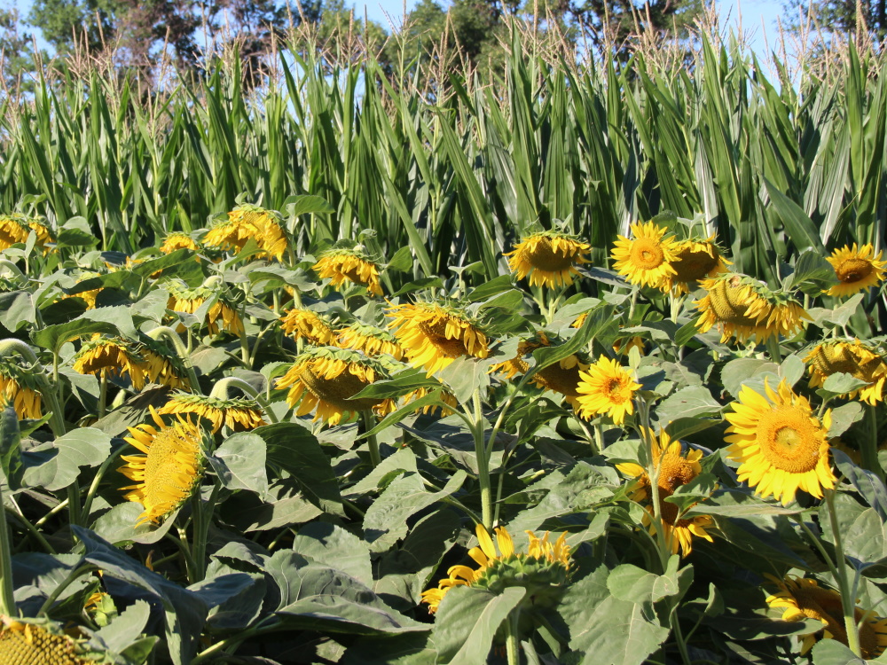 Outlook positive for corn and sunflower crops