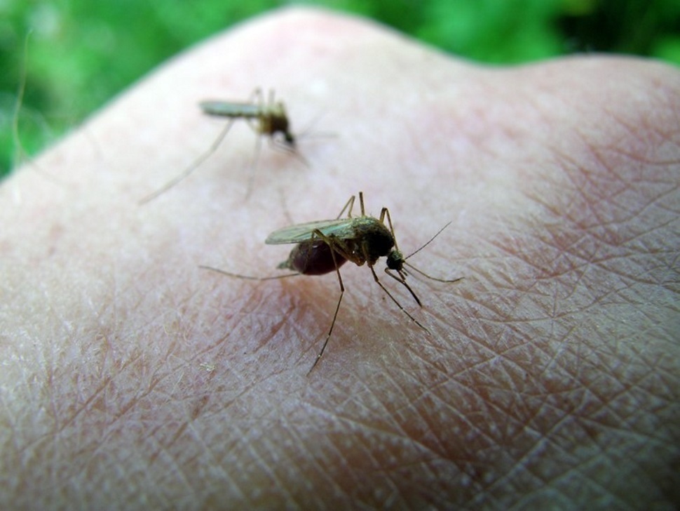 Portage La Prairie Mosquito数は、西ナイルの懸念の中で低い-portageonline.com