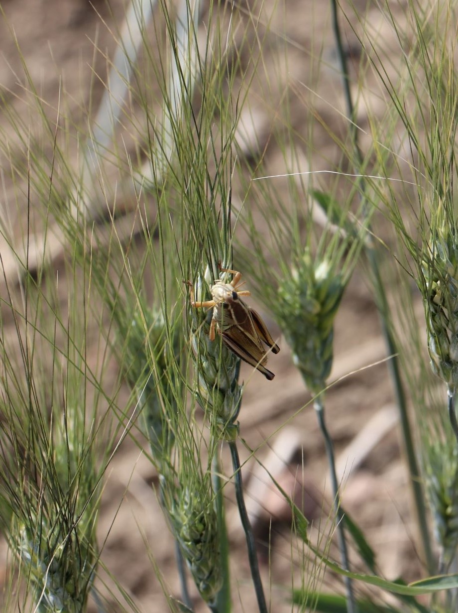 Hot, dry weather sees increase in insect populations - DiscoverHumboldt ...