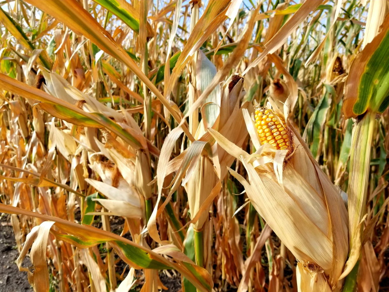 Red River Valley making progress with the corn harvest ...