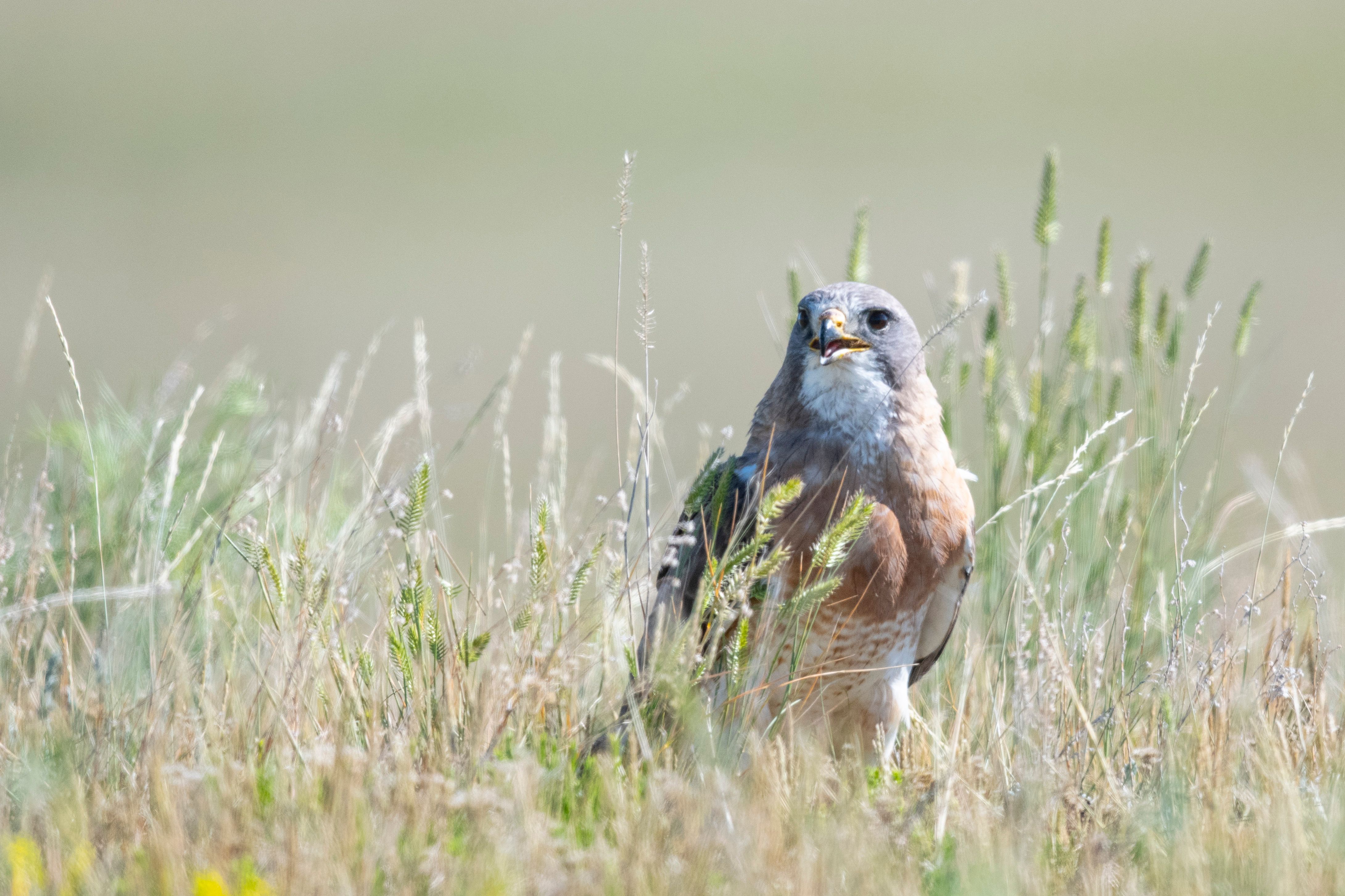 Giving Tuesday - the Nature Conservancy of Canada is looking for your ...