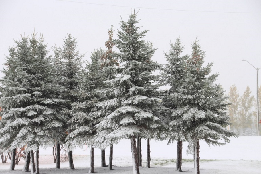 It's beginning to look a lot like... more snow is on the way! Local news