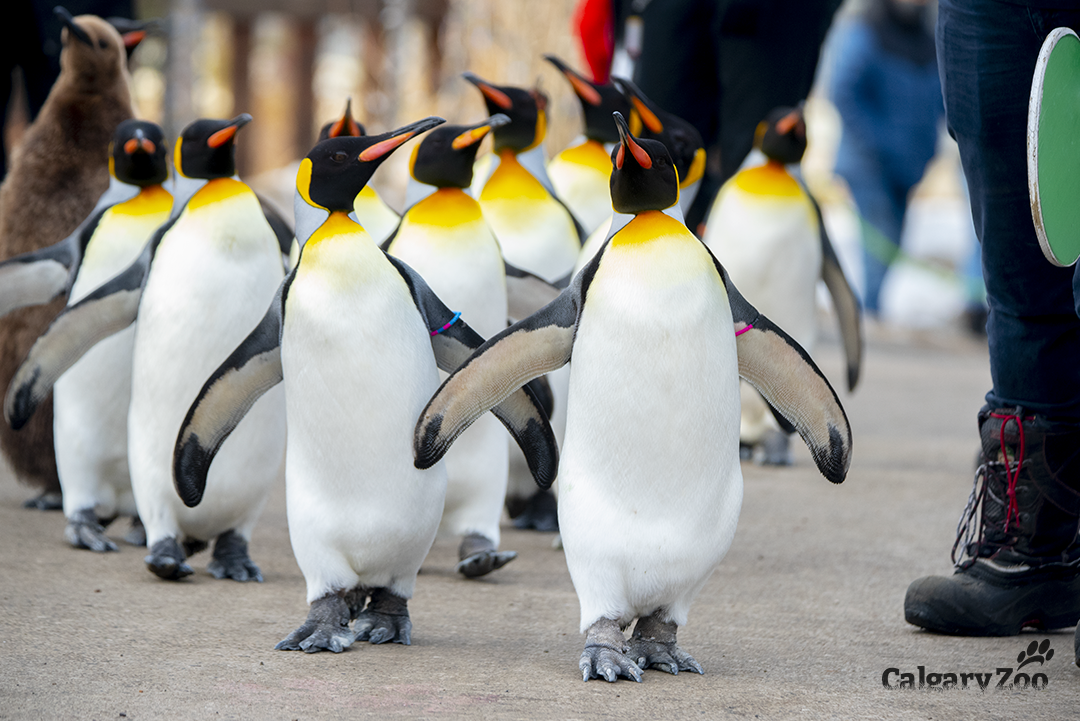 Calgary zoo announces the return of a beloved tradition