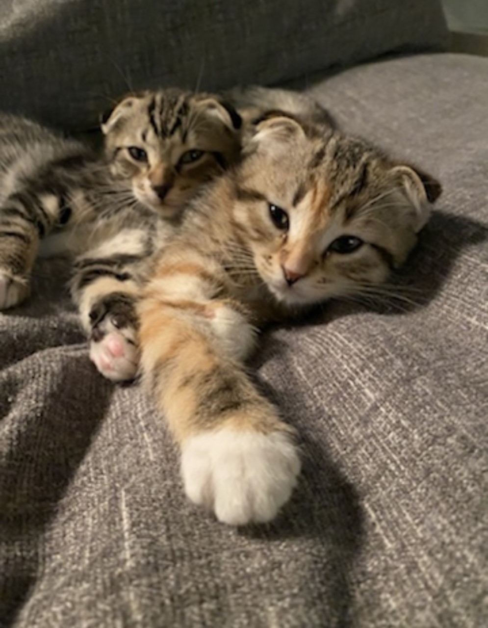 All you need is love... and a cat - WestCentralOnline: West Central ...