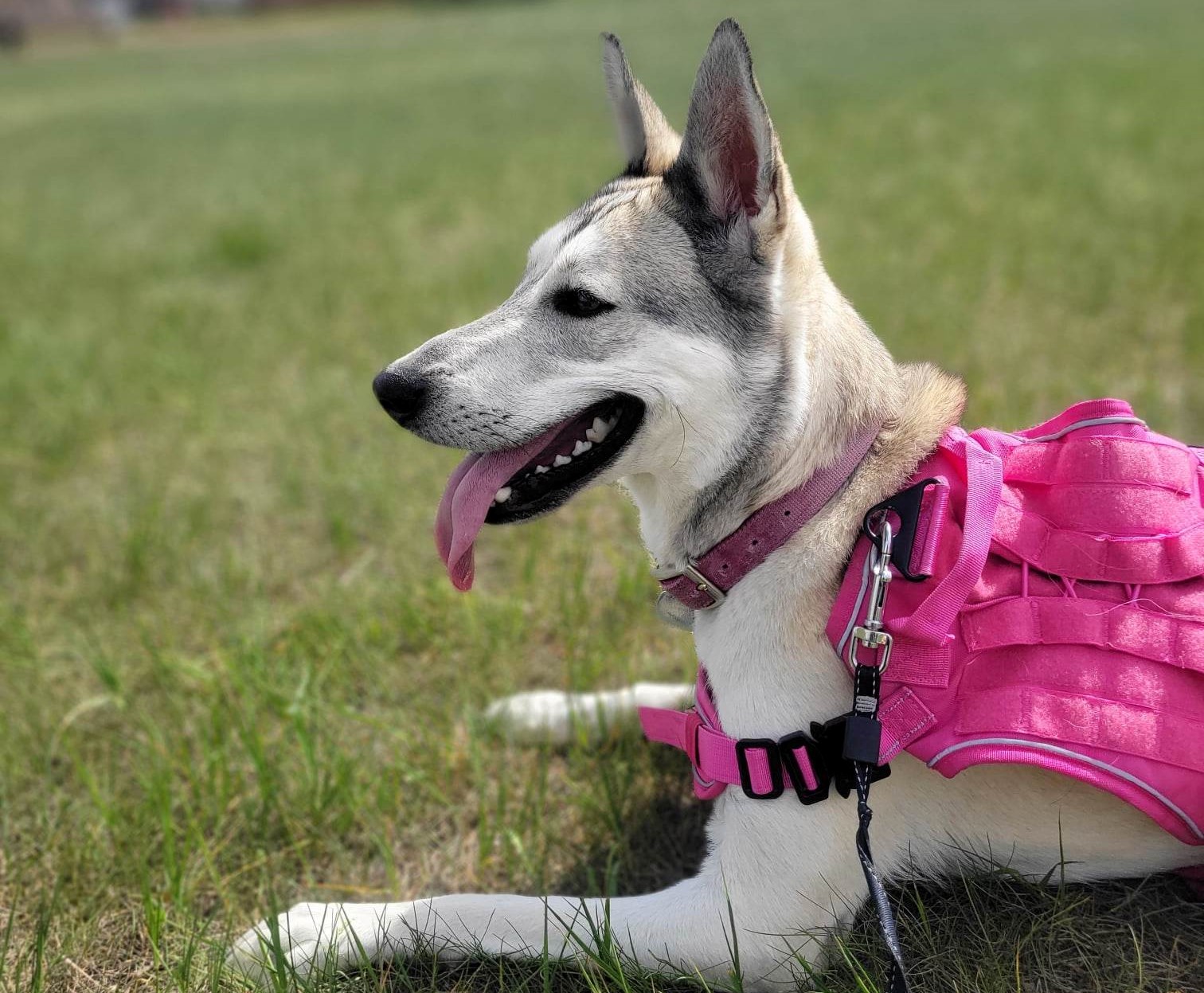 Portion of Airdrie offleash dog park to temporarily close