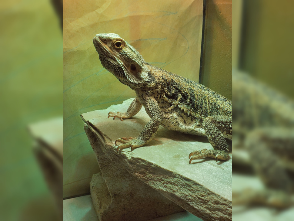 school fosters reptiles and helps students their fears