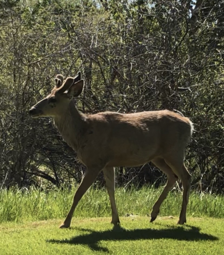 What to do if you see a baby deer in your backyard - StrathmoreNow.com ...