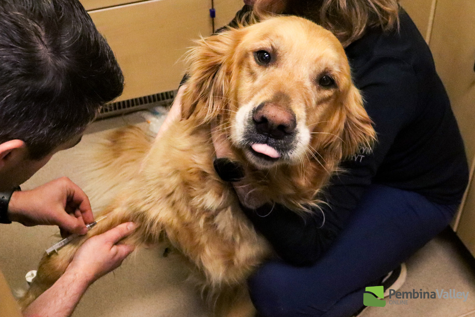 Pawsitive impact supporting veterinary care through canine blood donor