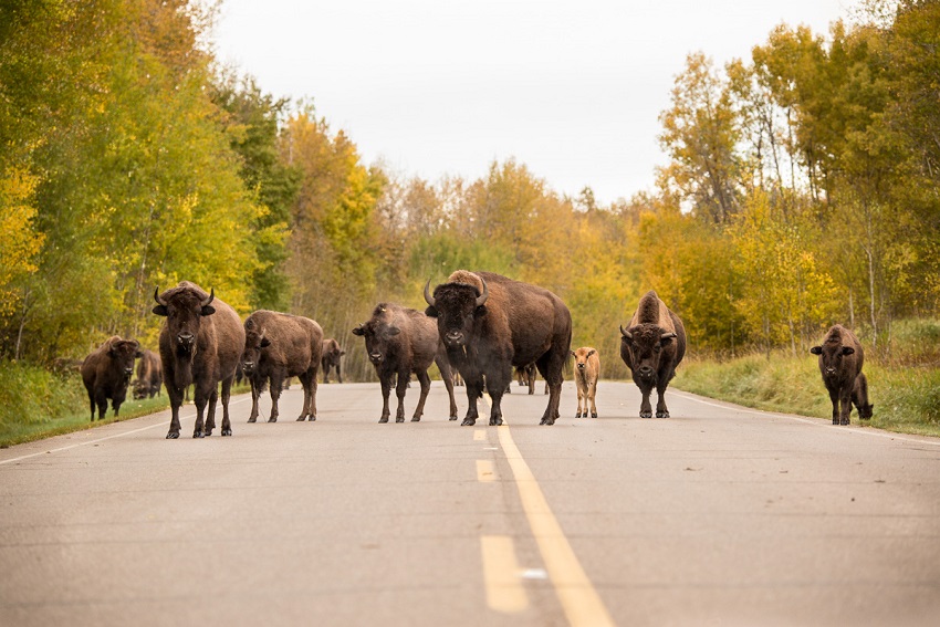 Bisonfest returns to Elk Island National Park for first time since pandemic - FortSaskOnline.com - Local news, Weather, Sports, and Job Listings for Fort Saskatchewan, Alberta, and area. - Vimarsana News