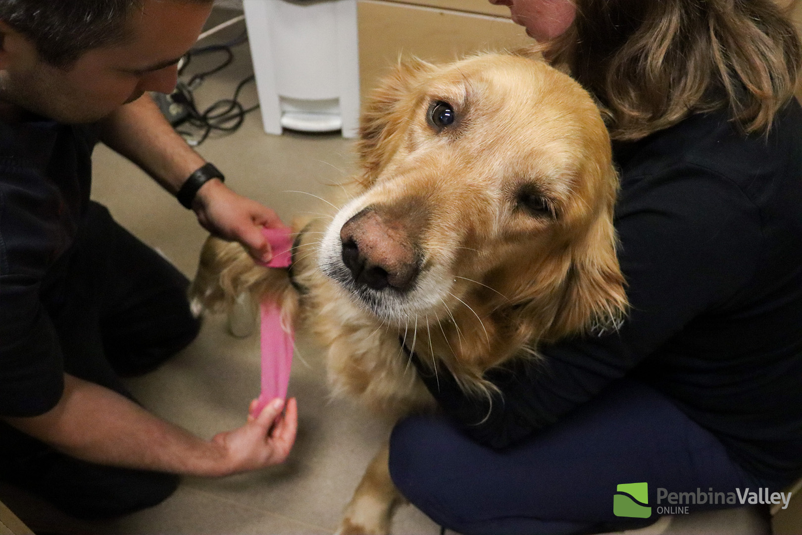 Pawsitive impact supporting veterinary care through canine blood donor