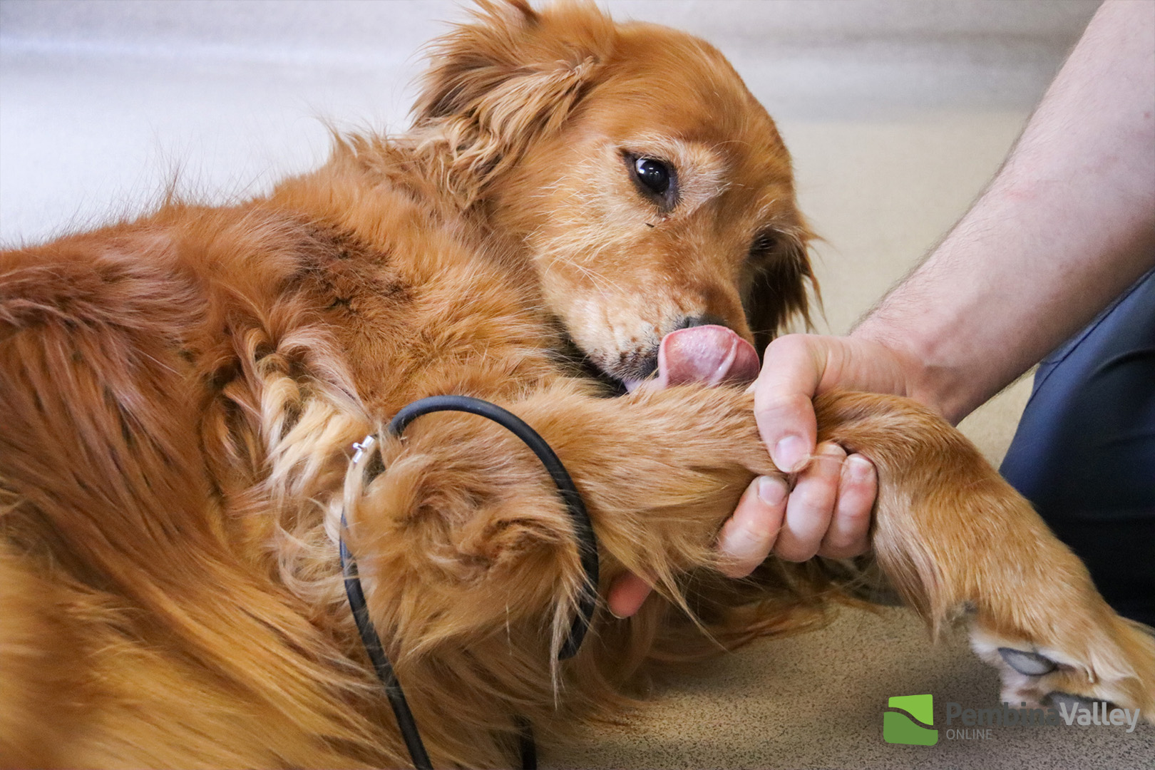 Pawsitive impact supporting veterinary care through canine blood donor