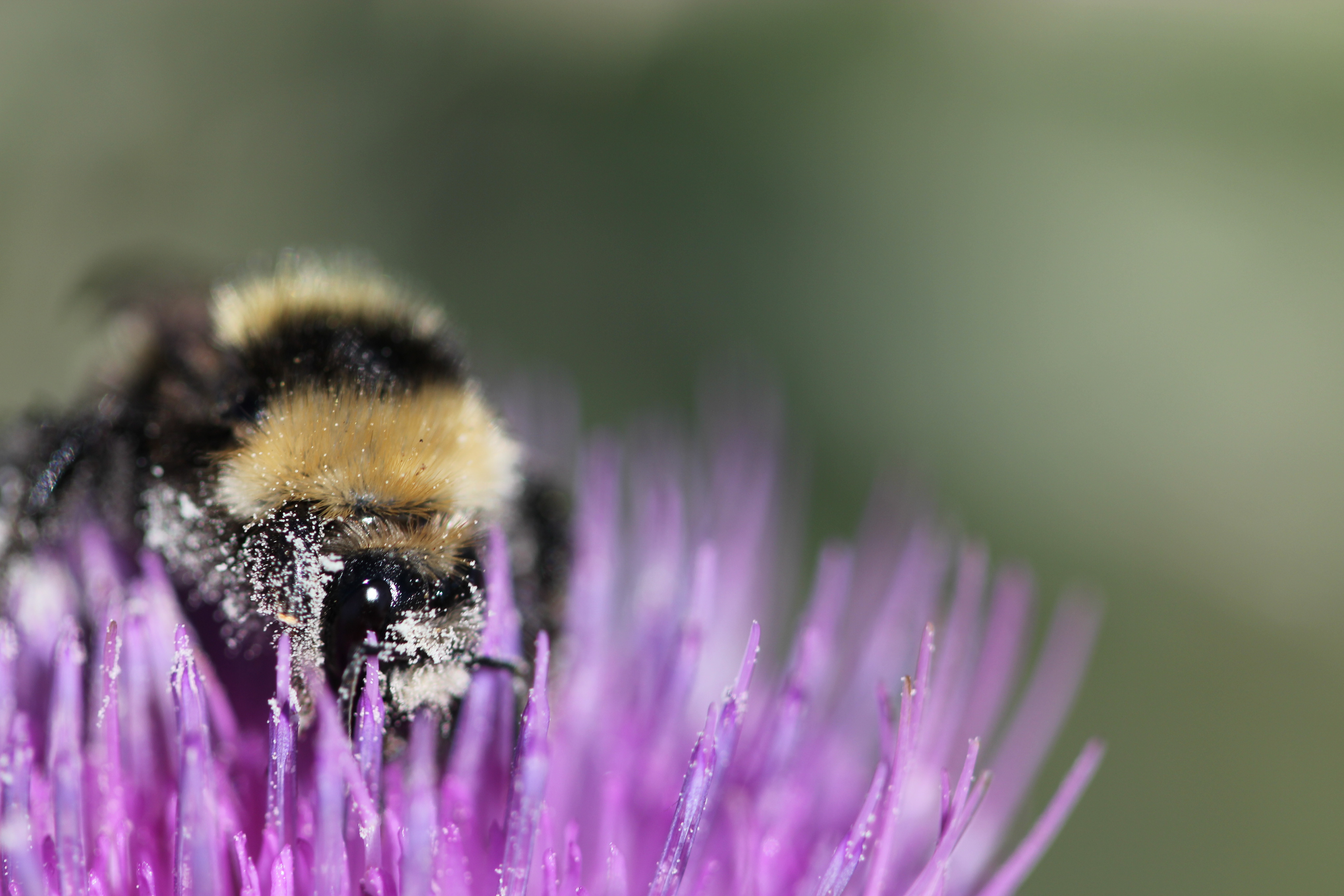 This is National Pollinator Week - DiscoverHumboldt.com - Local news ...
