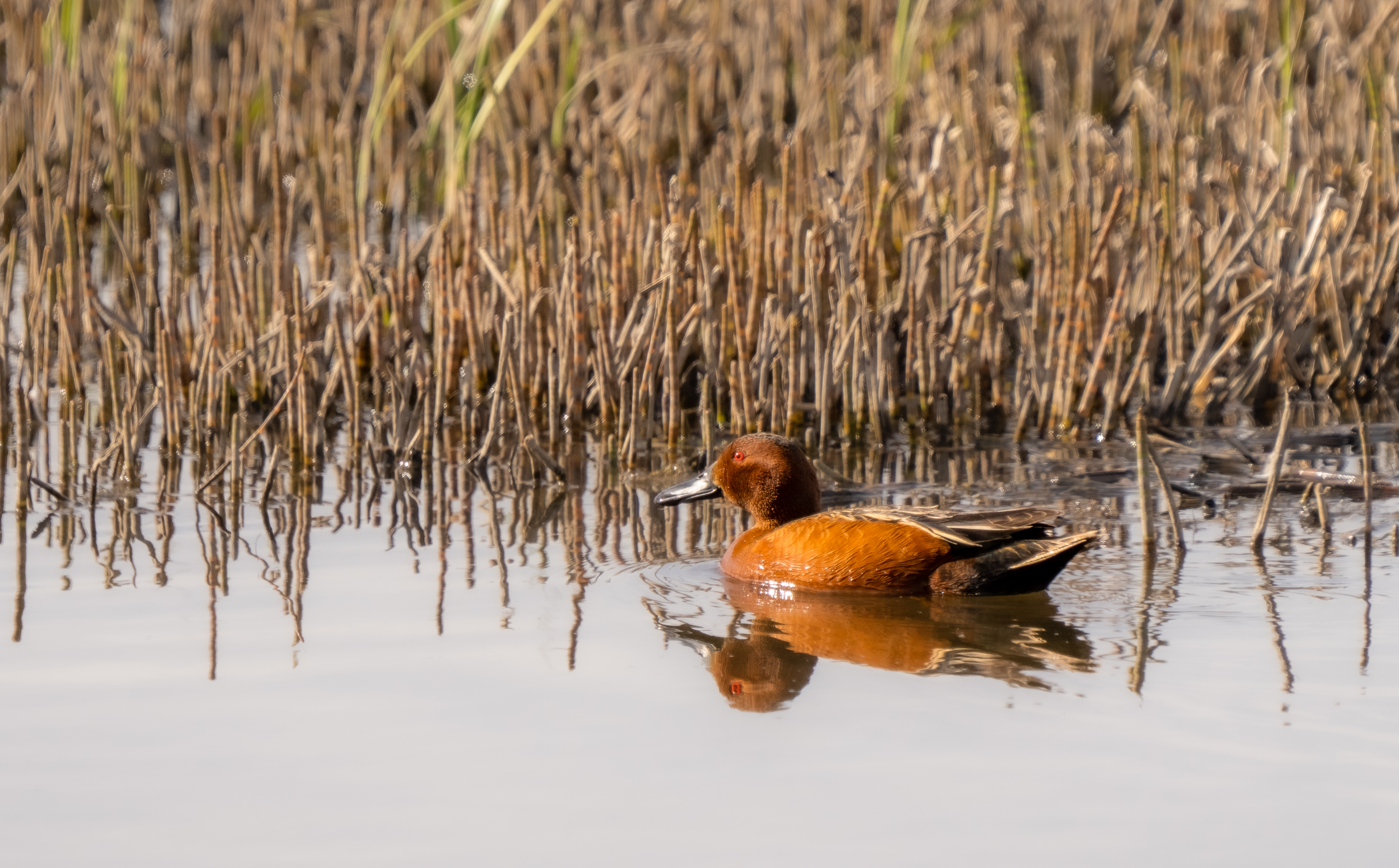 The McIntyre Ranch is one of the largest private prairie grassland ...