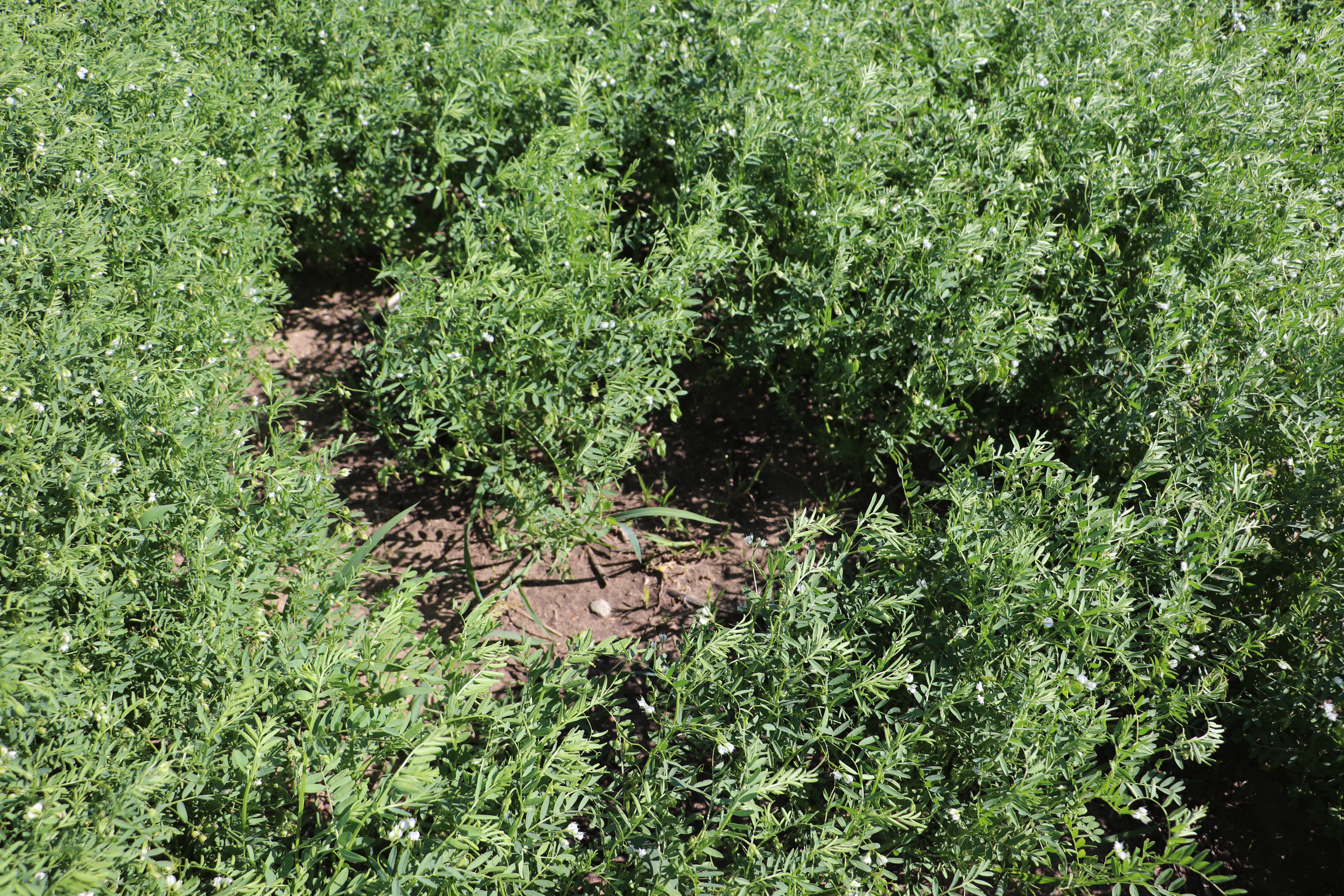 Root rot in lentils showing up after heavy rains - WestCentralOnline ...