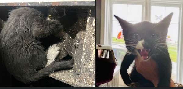 Truck driver’s day takes an unexpected turn with feline rescue – DiscoverAirdrie.com