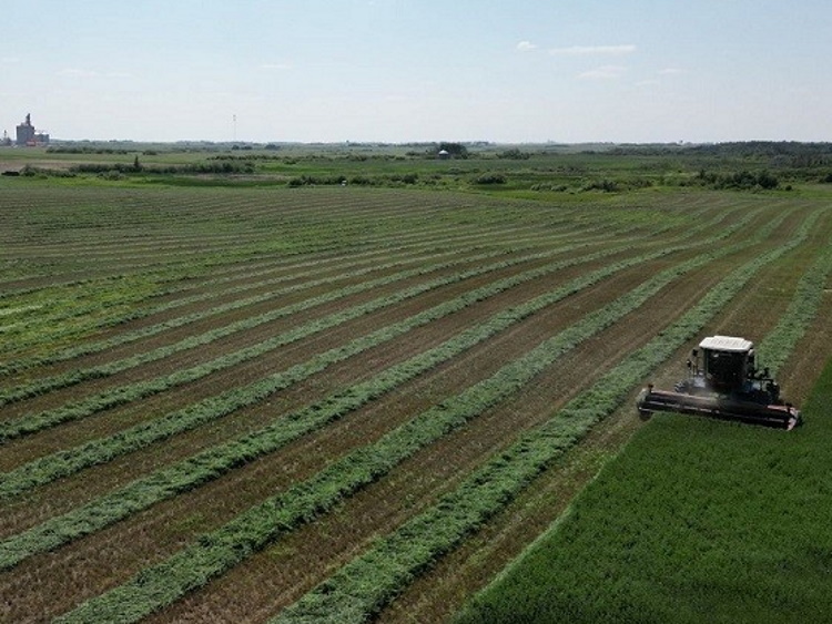 Haying Nearing Completion Crops Progressing On Schedule haying-nearing-completion-crops-progressing-on-schedule