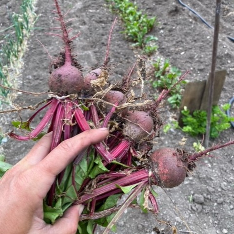 Garden and crops rebounding from hail storm - DiscoverWestman.com ...