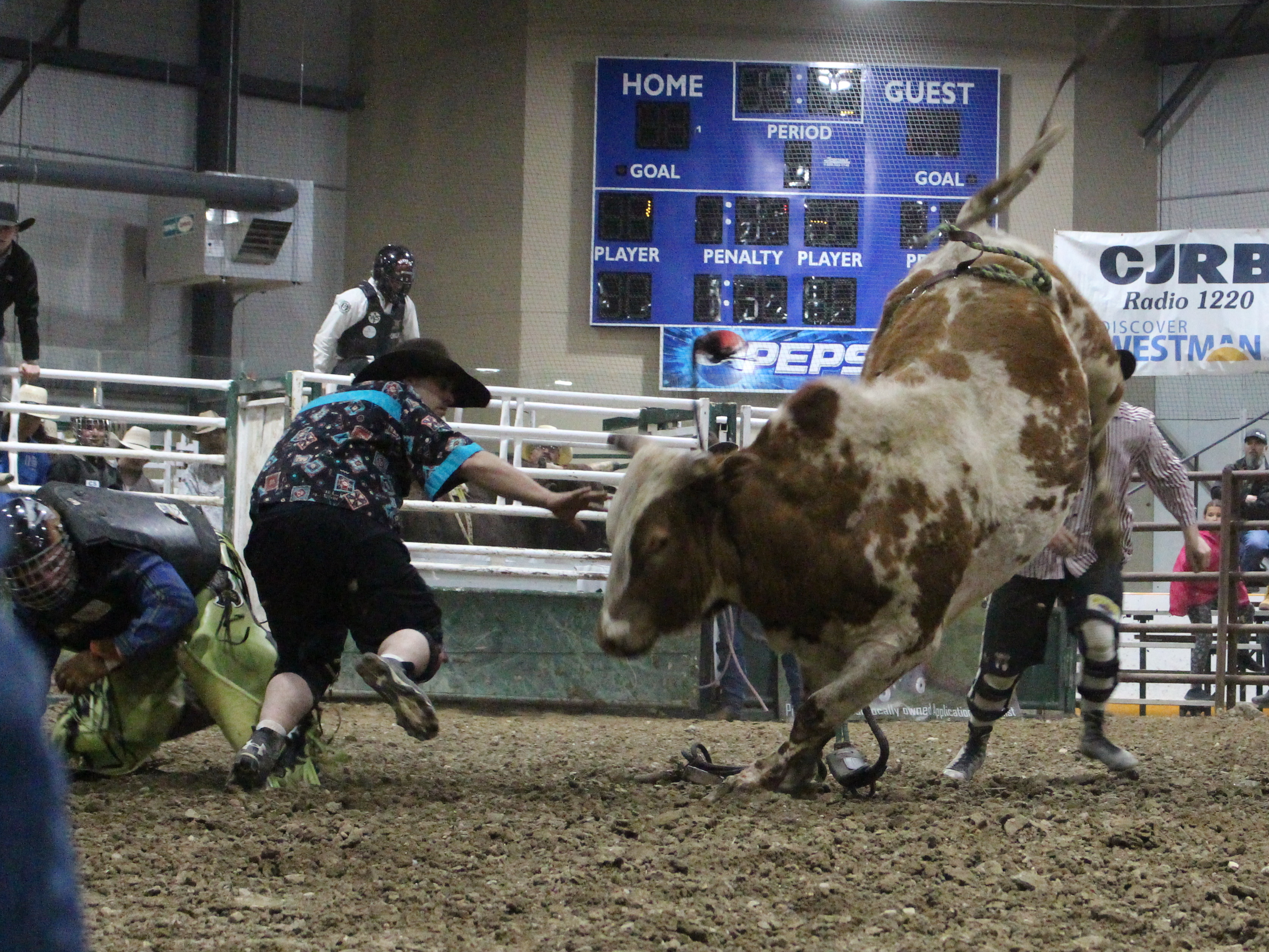 Father / Son duo tagging in n' out at the Virden Indoor Rodeo ...
