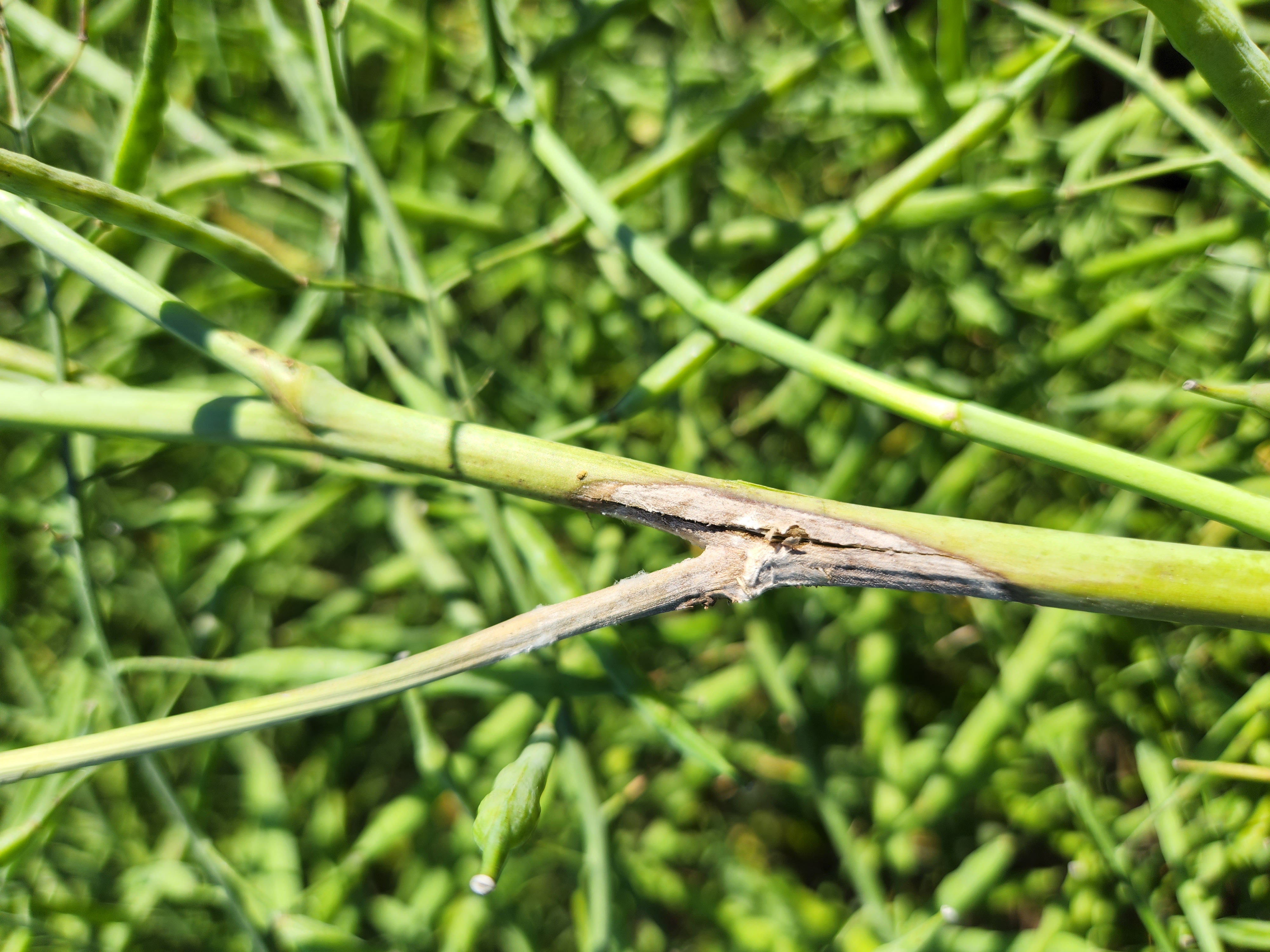 Sclerotinia survey shows canola recovering in Saskatchewan