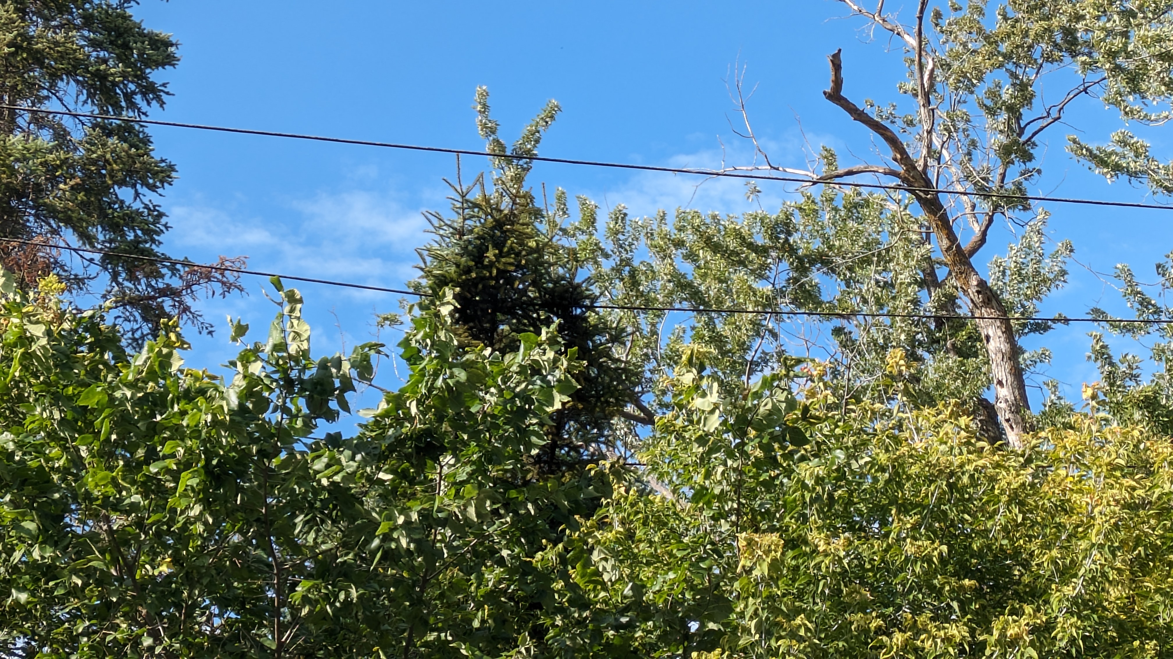 Strong winds blow tree onto powerline causing power outage in Portage ...