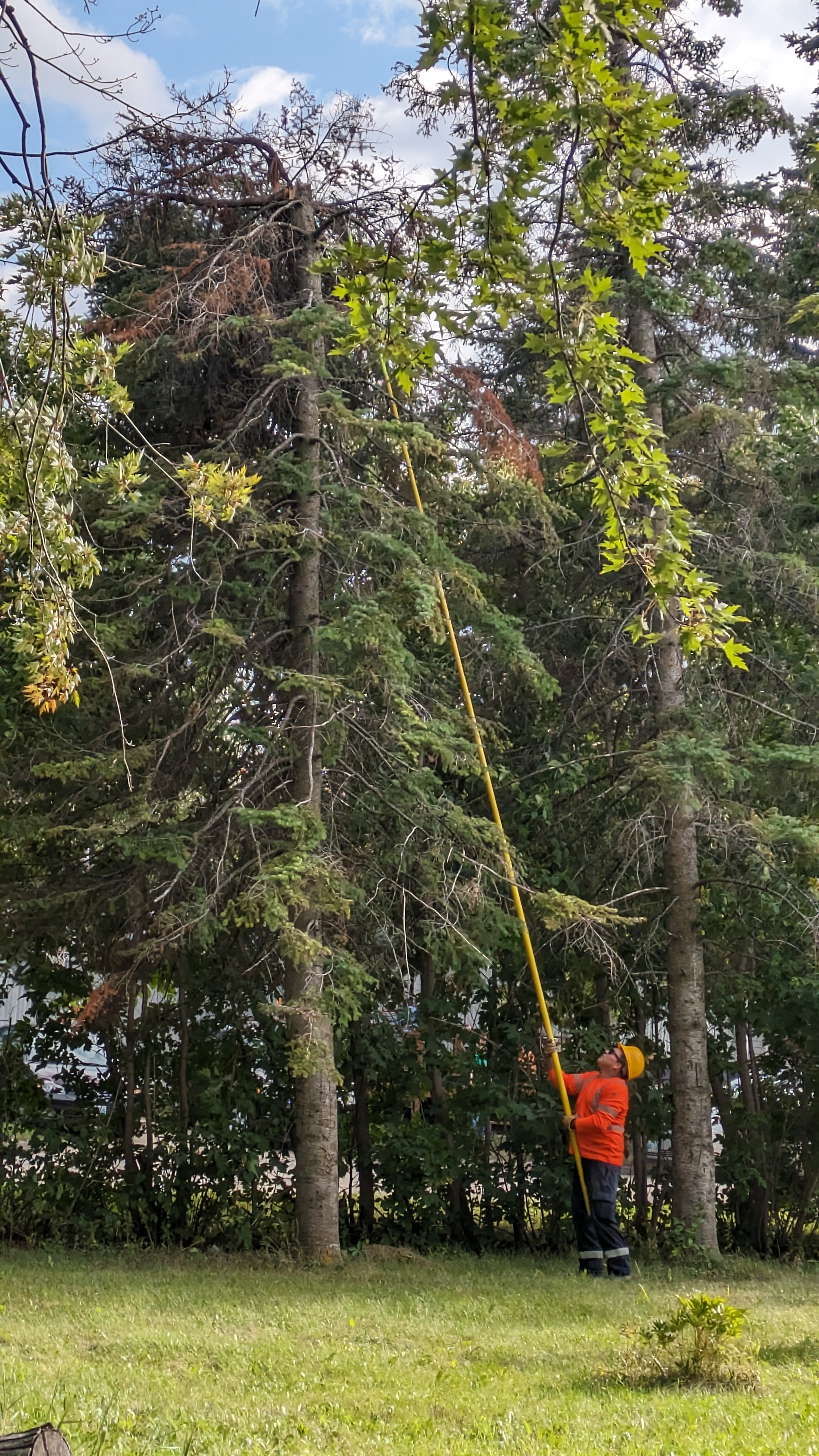 Strong winds blow tree onto powerline causing power outage in Portage ...