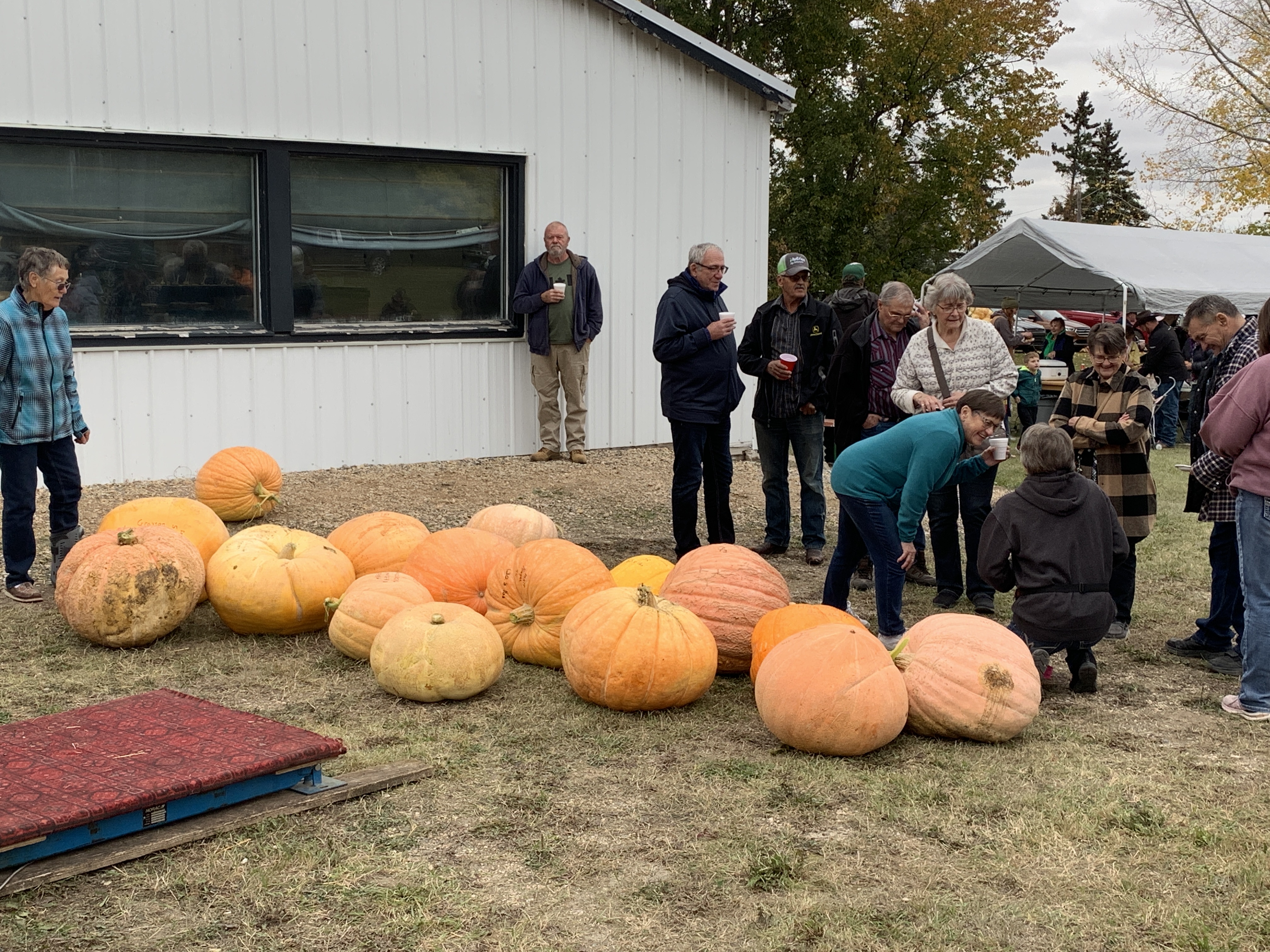 Record smashing pumpkin highlights Pilger Pumpkin Festival ...