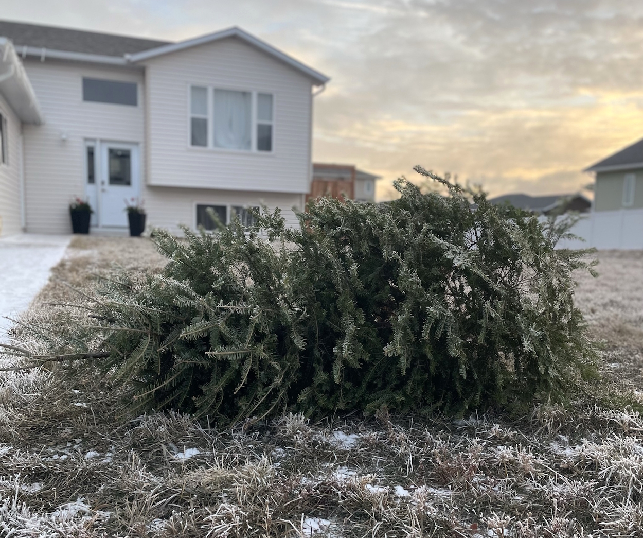 City helps with Christmas cleanup by offering live tree disposal