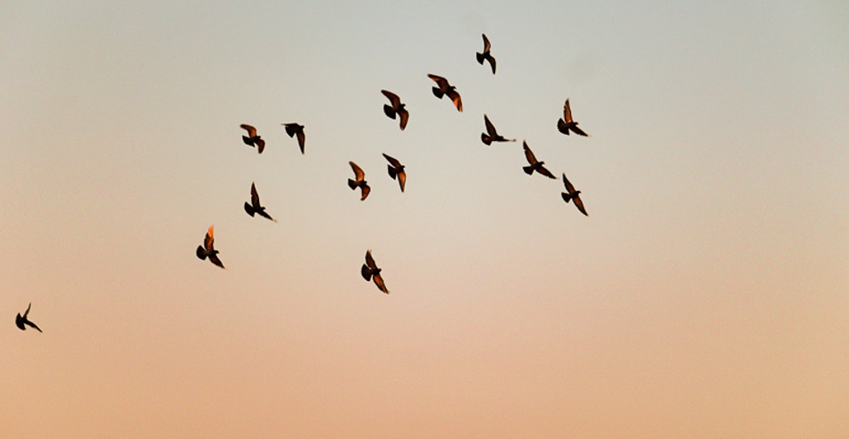 From backyards to wetlands, new funding will track Canada's birds ...