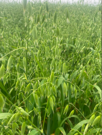 Oat crop reaches the milk stage, and the fall rye harvest could begin ...