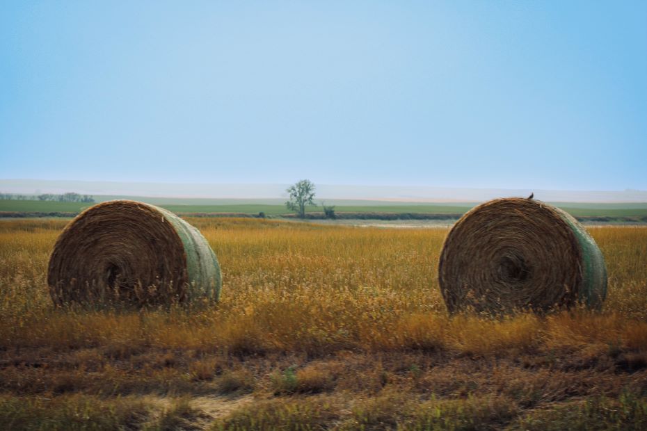 A strong finish: West Central farmers see big yields in final crop report