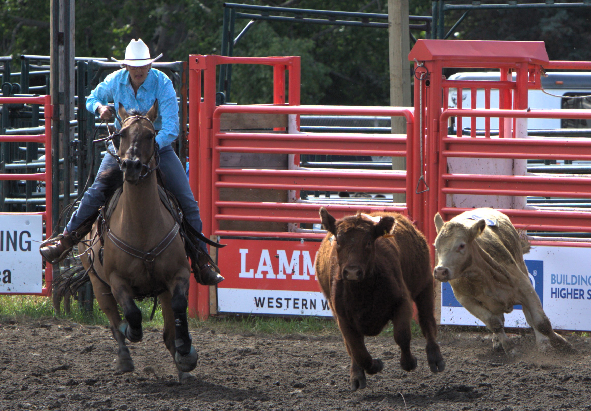 Rooster Day Rodeo WATCH/GALLERY: Rodeo weekend starts on high note - CochraneNow ...