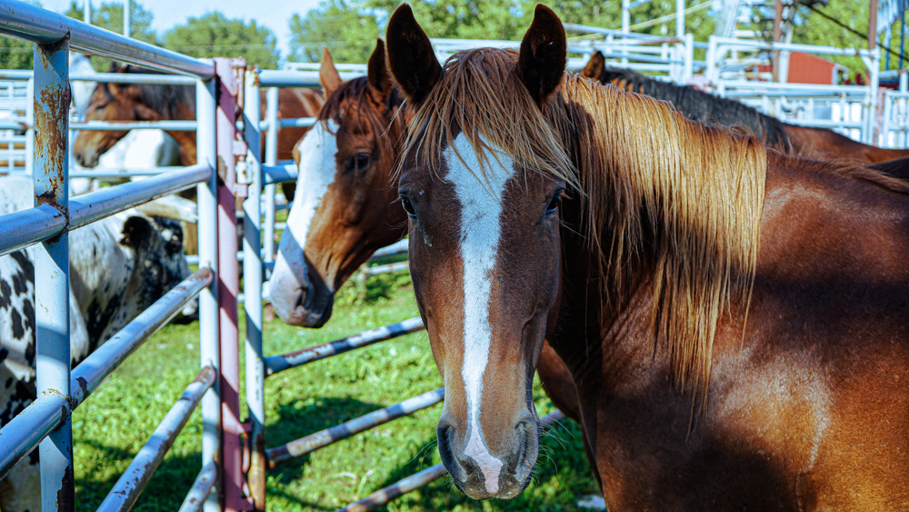 Nanton Pro Rodeo Gallery: The first ever Nanton Pro Rodeo - OkotoksOnline.com - Local ...