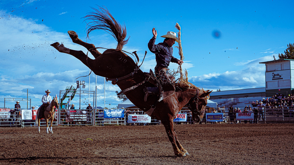 Rodeo Okse Lading