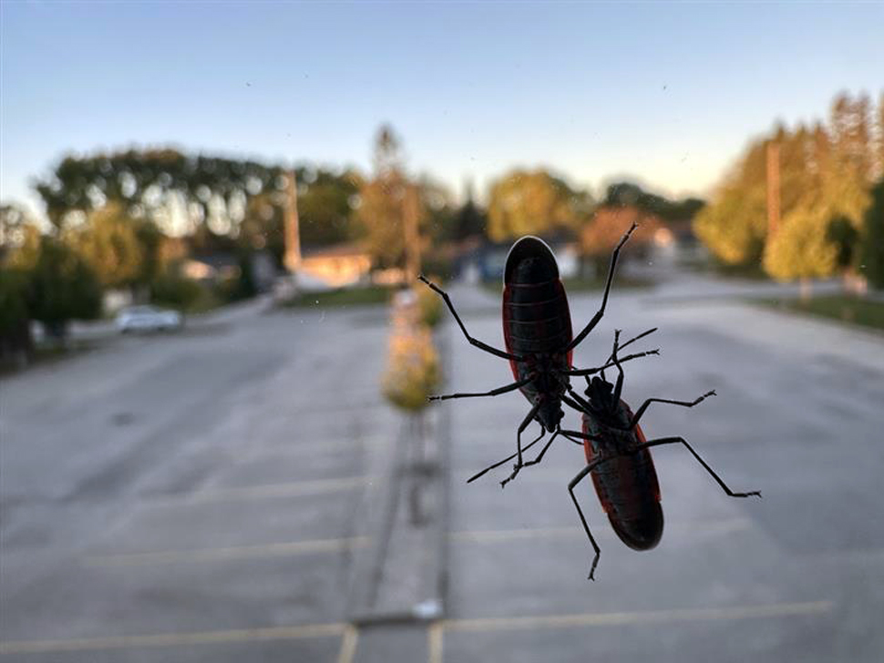 Why so many Asian lady beetles and boxelder bugs? - SteinbachOnline.com ...