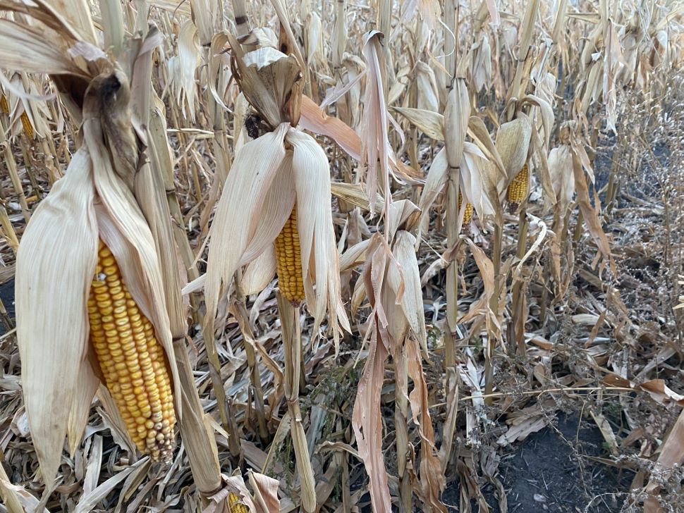 Corn Trials Reveal Top Performers and Challenges in Manitoba’s 2024 ...