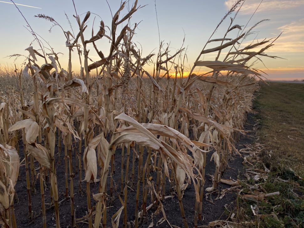 Corn Trials Reveal Top Performers and Challenges in Manitoba’s 2024 ...