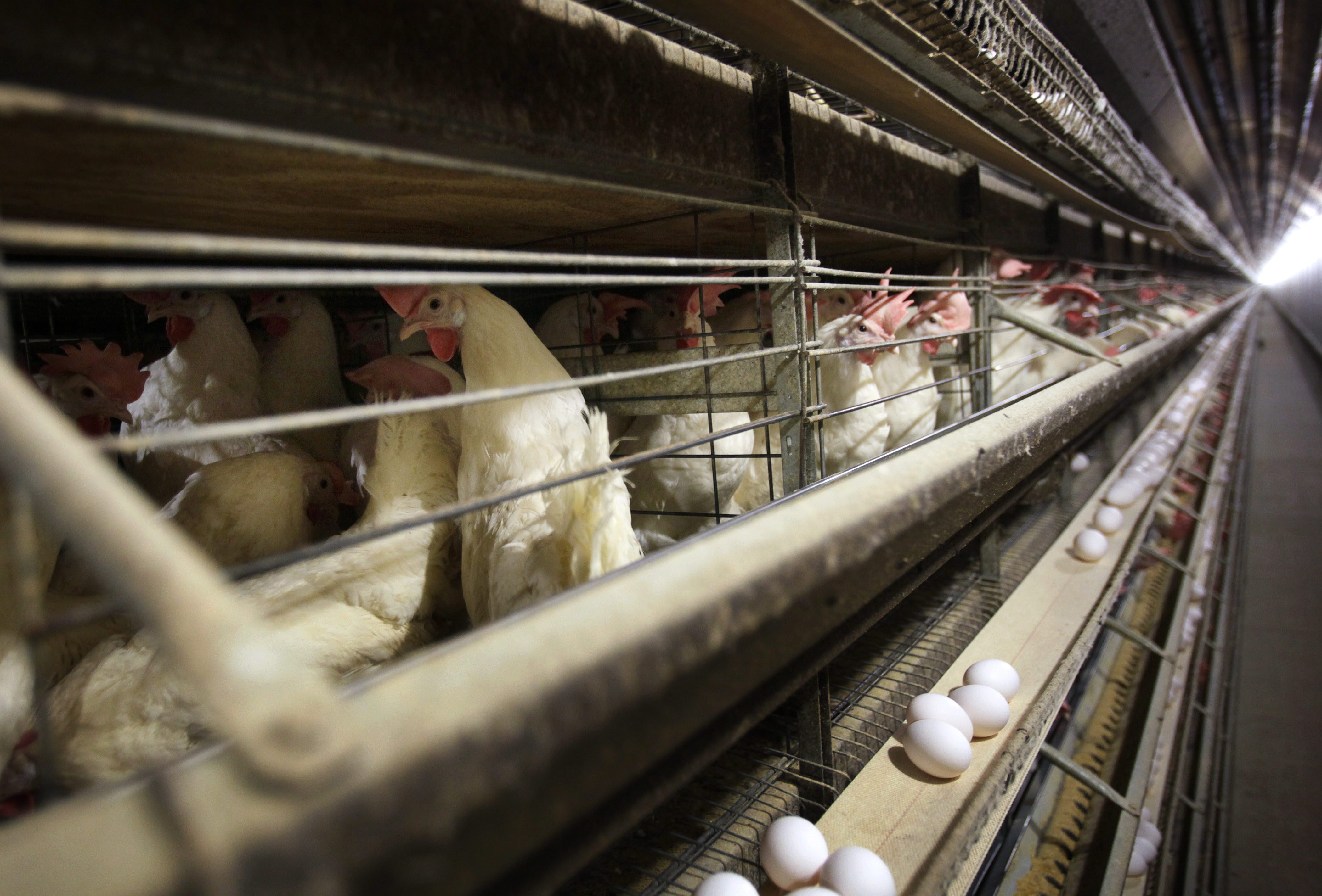 Lab confirms Canada's first case of avian flu infection in humans in B ...