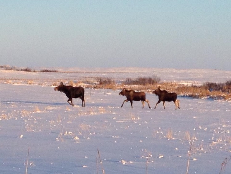 Hunt For Test Saskatchewan reinstates chronic wasting disease testing for 2026-27 ...