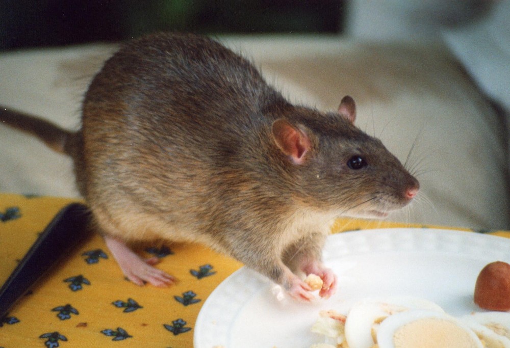 New campaign aims to keep Alberta squeaky clean of rats ...