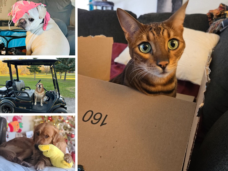 Pets in the southeast sure do love their toys – SteinbachOnline.com