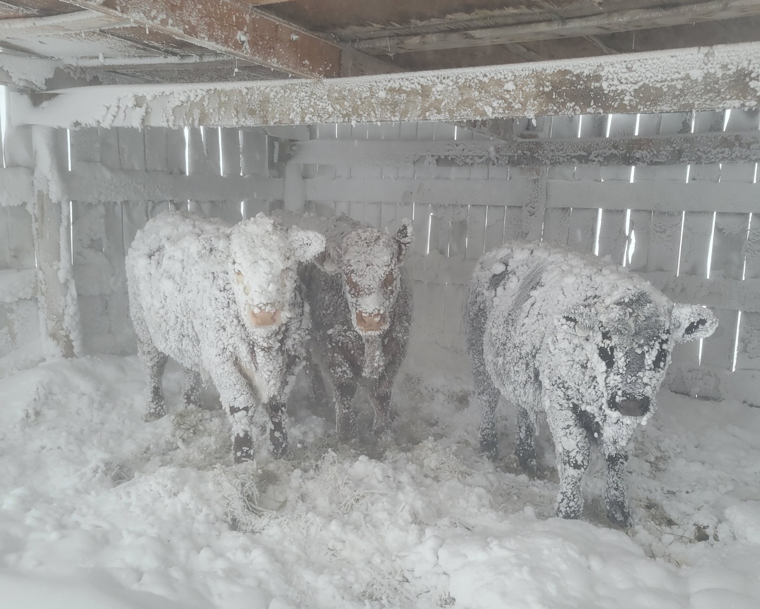 Environment Canada alerts southwest to significant snowfall